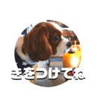 ちょっと大きめキャバリア犬のメイ（個別スタンプ：16）
