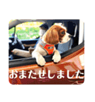 ちょっと大きめキャバリア犬のメイ（個別スタンプ：17）