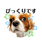 ちょっと大きめキャバリア犬のメイ（個別スタンプ：18）
