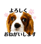 ちょっと大きめキャバリア犬のメイ（個別スタンプ：19）