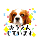 ちょっと大きめキャバリア犬のメイ（個別スタンプ：20）