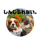 ちょっと大きめキャバリア犬のメイ（個別スタンプ：22）