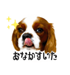 ちょっと大きめキャバリア犬のメイ（個別スタンプ：23）