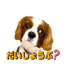 ちょっと大きめキャバリア犬のメイ（個別スタンプ：26）