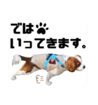 ちょっと大きめキャバリア犬のメイ（個別スタンプ：27）