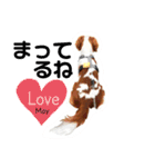 ちょっと大きめキャバリア犬のメイ（個別スタンプ：28）