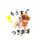 ちょっと大きめキャバリア犬のメイ（個別スタンプ：29）