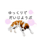 ちょっと大きめキャバリア犬のメイ（個別スタンプ：30）