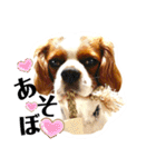 ちょっと大きめキャバリア犬のメイ（個別スタンプ：31）