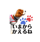 ちょっと大きめキャバリア犬のメイ（個別スタンプ：32）