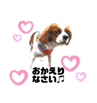 ちょっと大きめキャバリア犬のメイ（個別スタンプ：34）