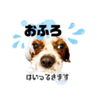ちょっと大きめキャバリア犬のメイ（個別スタンプ：35）