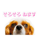 ちょっと大きめキャバリア犬のメイ（個別スタンプ：36）