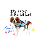 ちょっと大きめキャバリア犬のメイ（個別スタンプ：37）