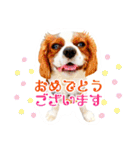 ちょっと大きめキャバリア犬のメイ（個別スタンプ：38）
