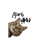 ウチのねこのスタンプ（個別スタンプ：2）