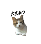 ウチのねこのスタンプ（個別スタンプ：3）