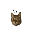 ウチのねこのスタンプ（個別スタンプ：9）