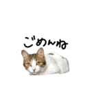 ウチのねこのスタンプ（個別スタンプ：13）