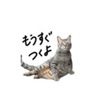 ウチのねこのスタンプ（個別スタンプ：14）