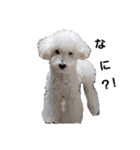 トイプーシリーズ（個別スタンプ：2）