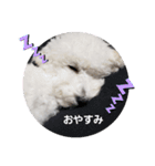 トイプーシリーズ（個別スタンプ：6）