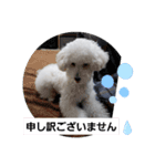 トイプーシリーズ（個別スタンプ：8）