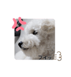 トイプーシリーズ（個別スタンプ：9）