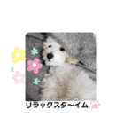 トイプーシリーズ（個別スタンプ：10）