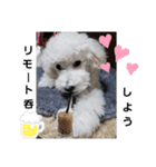 トイプーシリーズ（個別スタンプ：11）