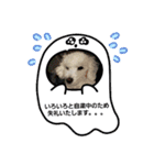 トイプーシリーズ（個別スタンプ：15）