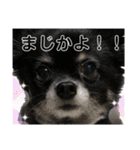 そらチワワちゃんスタンプ①（個別スタンプ：7）