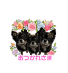 そらチワワちゃんスタンプ①（個別スタンプ：14）
