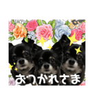 そらチワワちゃんスタンプ①（個別スタンプ：15）
