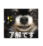 そらチワワちゃんスタンプ①（個別スタンプ：28）
