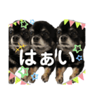 そらチワワちゃんスタンプ①（個別スタンプ：40）