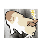 アンちゃんの日々（個別スタンプ：6）