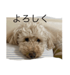 Australian Labradoodle MyDog Puuchan（個別スタンプ：1）