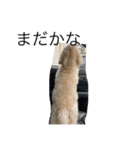 Australian Labradoodle MyDog Puuchan（個別スタンプ：2）