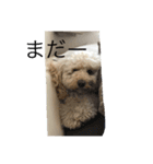 Australian Labradoodle MyDog Puuchan（個別スタンプ：3）