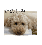 Australian Labradoodle MyDog Puuchan（個別スタンプ：4）