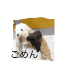 Australian Labradoodle MyDog Puuchan（個別スタンプ：5）