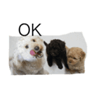Australian Labradoodle MyDog Puuchan（個別スタンプ：6）