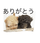 Australian Labradoodle MyDog Puuchan（個別スタンプ：7）