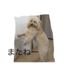 Australian Labradoodle MyDog Puuchan（個別スタンプ：8）