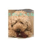 Australian Labradoodle MyDog Puuchan（個別スタンプ：9）