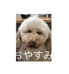 Australian Labradoodle MyDog Puuchan（個別スタンプ：10）