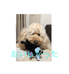 Australian Labradoodle MyDog Puuchan（個別スタンプ：11）