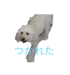 Australian Labradoodle MyDog Puuchan（個別スタンプ：12）