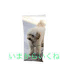Australian Labradoodle MyDog Puuchan（個別スタンプ：13）